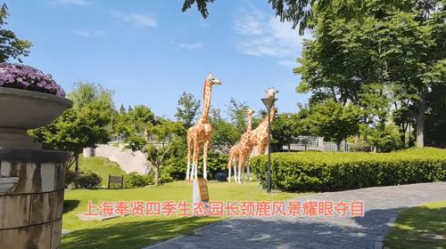 上海奉賢四季生態園長頸鹿風景耀眼奪目